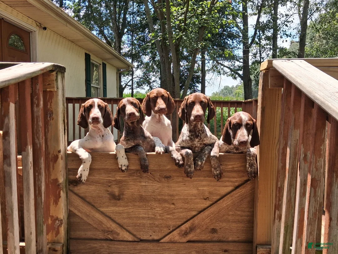 German Shorthaired Pointer dogs for sale: German Shorthaired Pointer 3 - Ad 6