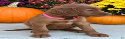 Irish Setter dogs for sale: Sadie - Ad 4