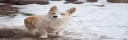 Welsh Corgi Pembroke dogs for sale: Crystal - Ad 16