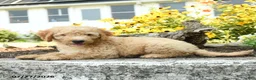 Mini Goldendoodle dogs for sale: Troy - Ad 5
