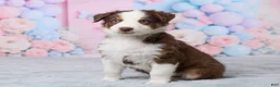 Australian Shepherd dogs for sale: Zoey - Ad 5