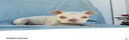 Boston Terrier dogs for sale: Tarzan - Ad 4