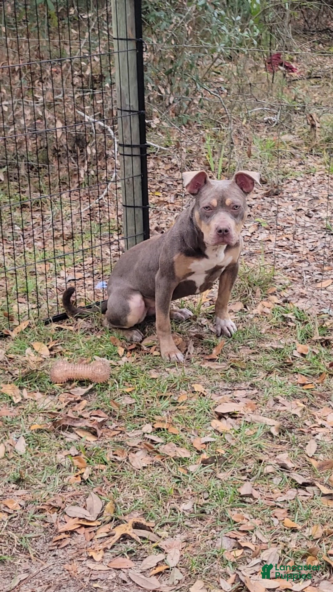 American Bully dogs for sale: Gal - Ad 15