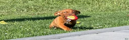 Dogue De Bordeaux dogs for sale: Becky - Ad 1