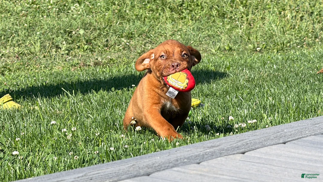 Dogue De Bordeaux dogs for sale: Becky - Ad 1