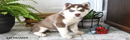 Siberian Husky dogs for sale: Luna  - Ad 2