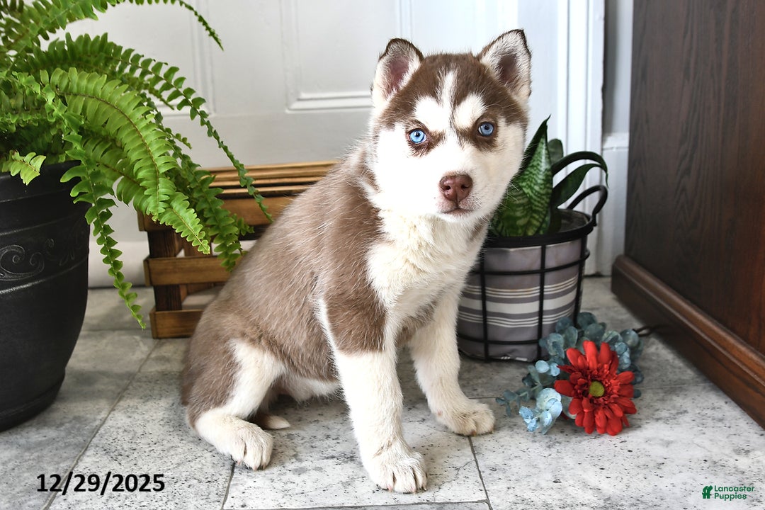 Siberian Husky dogs for sale: Luna  - Ad 2