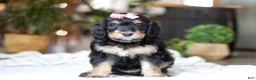 Bernedoodle dogs for sale: Shamrock - Ad 1