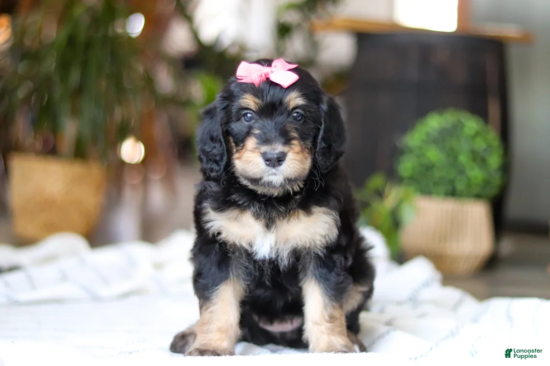 Bernedoodle dogs for sale: Shamrock - Ad 1