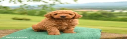 Mini Goldendoodle dogs for sale: Atley - Ad 4