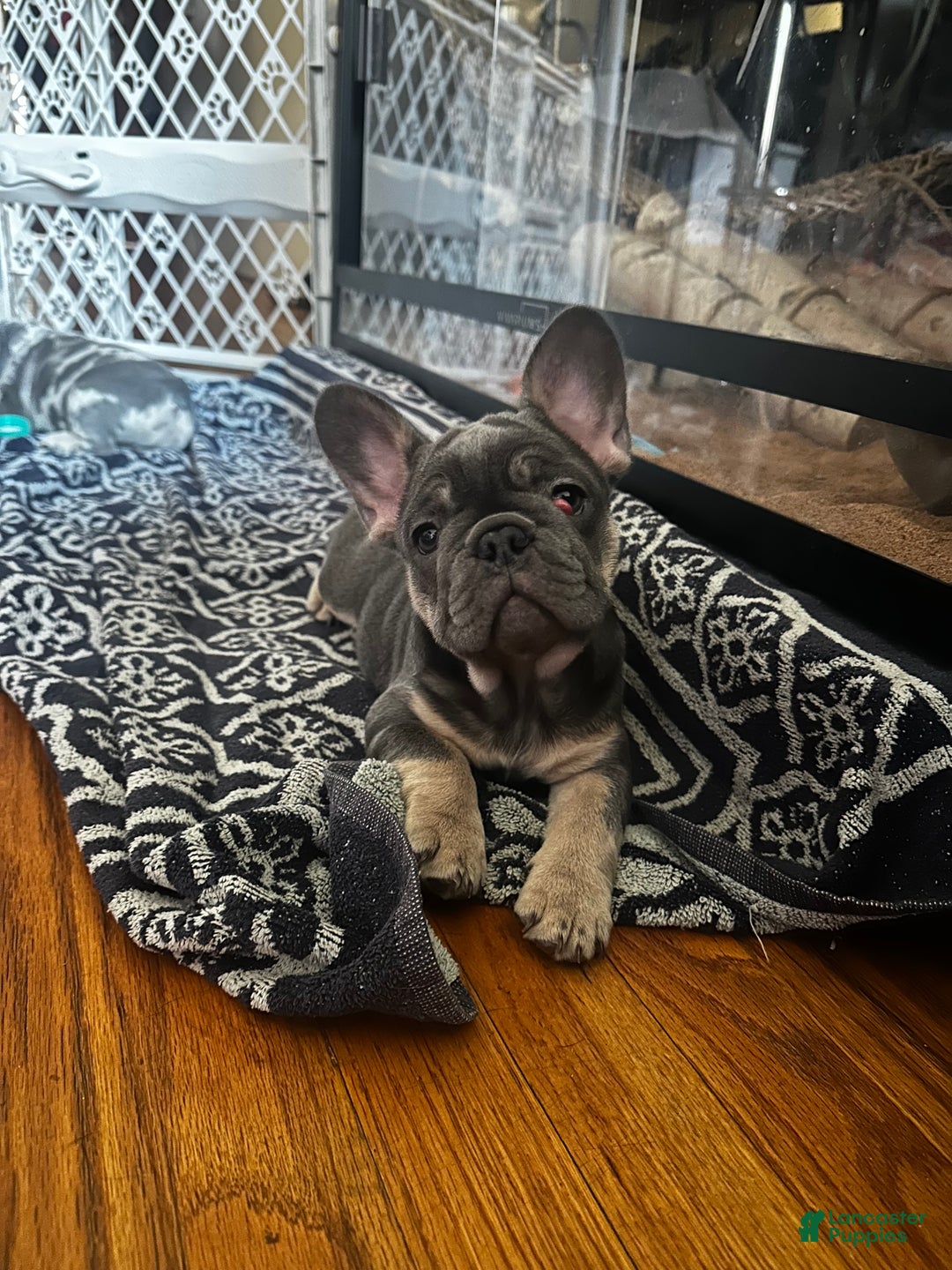 French Bulldog dogs for sale: GG - Ad 2