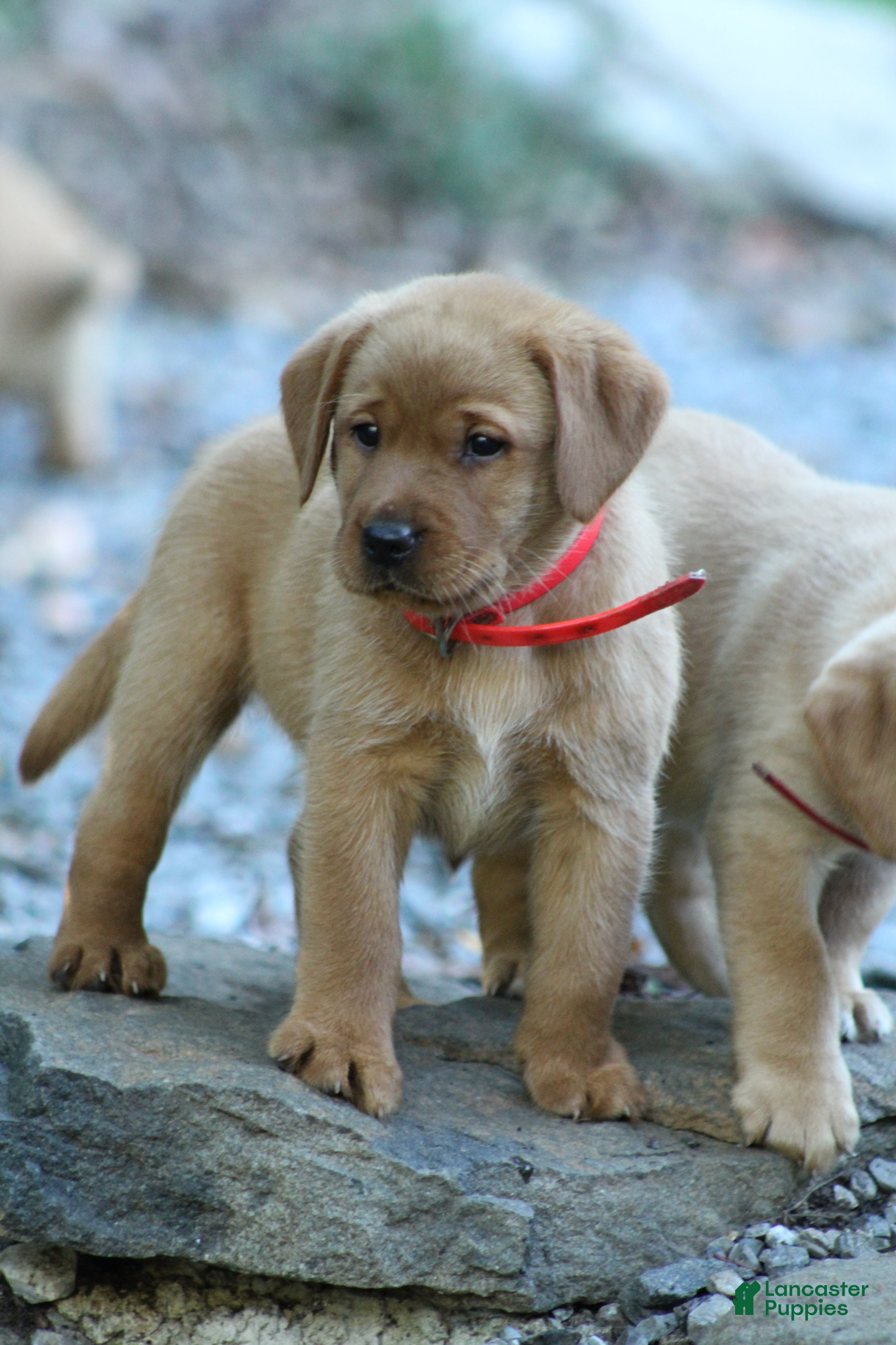 Labrador Retriever dogs Queenie - Ad 2