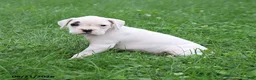 Boxer dogs for sale: Quinton - Ad 4