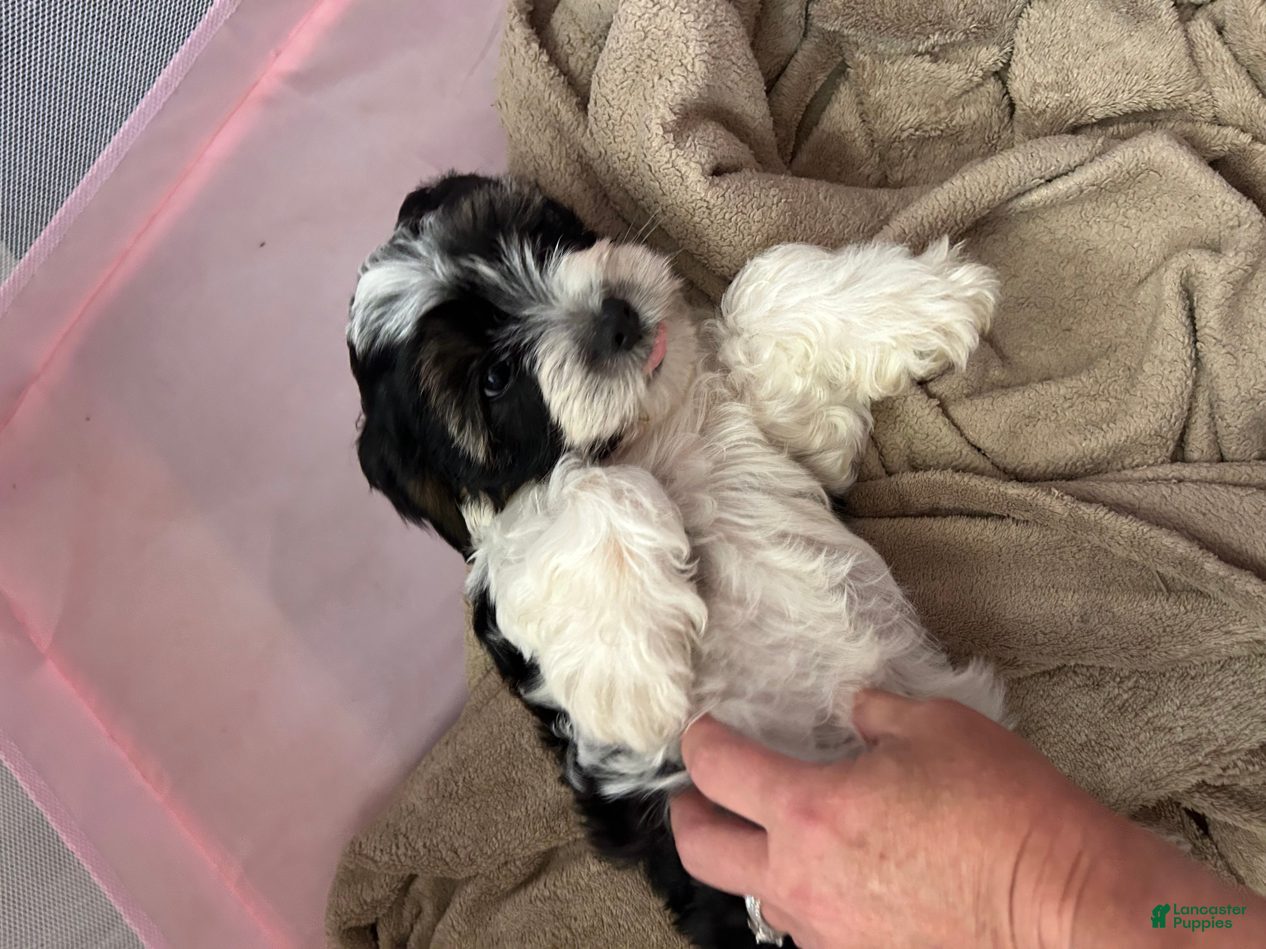 Teddy Bear dogs Boomer  - Ad 6