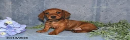 Miniature Dachshund dogs for sale: Hunter - Ad 4