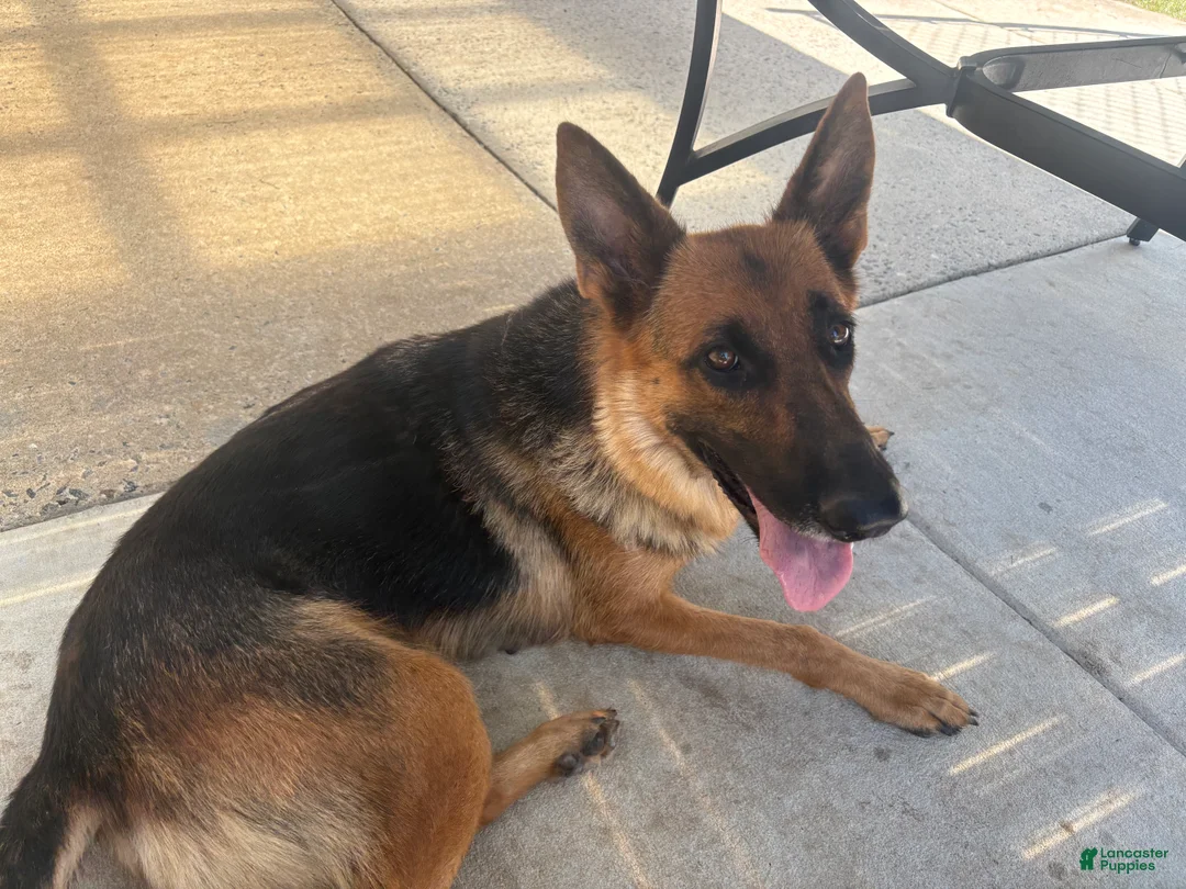 German Shepherd dogs for sale: Jemma  - Ad 1
