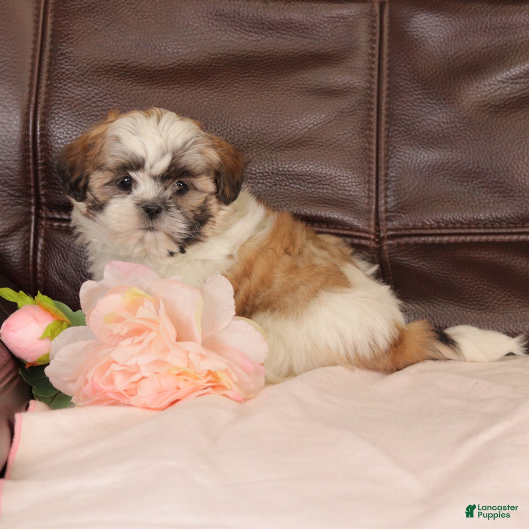 Mixed Breed dogs for sale: Jazzy - Ad 3