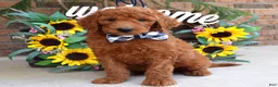 Goldendoodle dogs for sale: Remington  - Ad 5