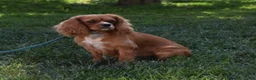 Cavapoo dogs for sale: Hank - Ad 7
