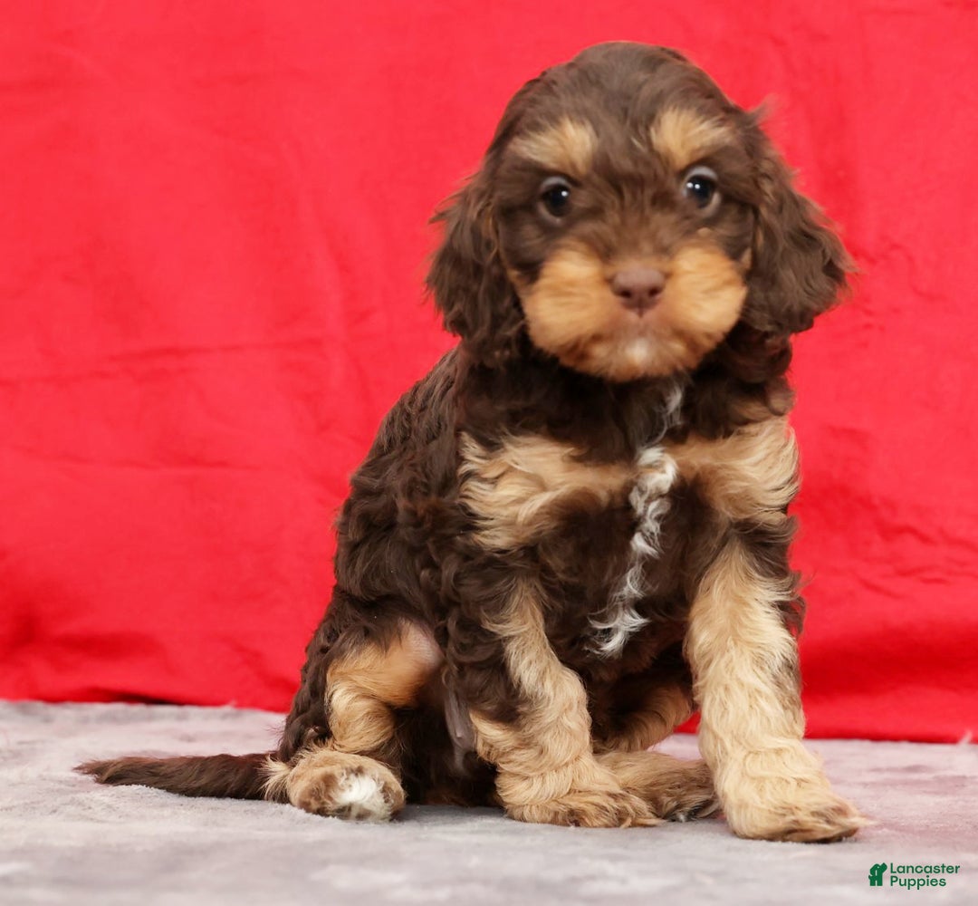 Cavapoo dogs for sale: April - Ad 2