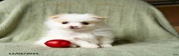 Pomeranian dogs for sale: Snow  - Ad 3