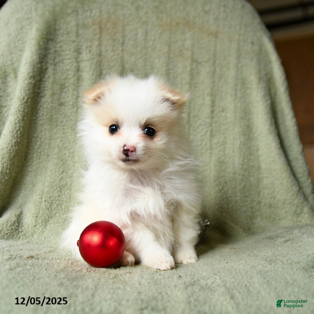 Pomeranian dogs for sale: Snow  - Ad 3