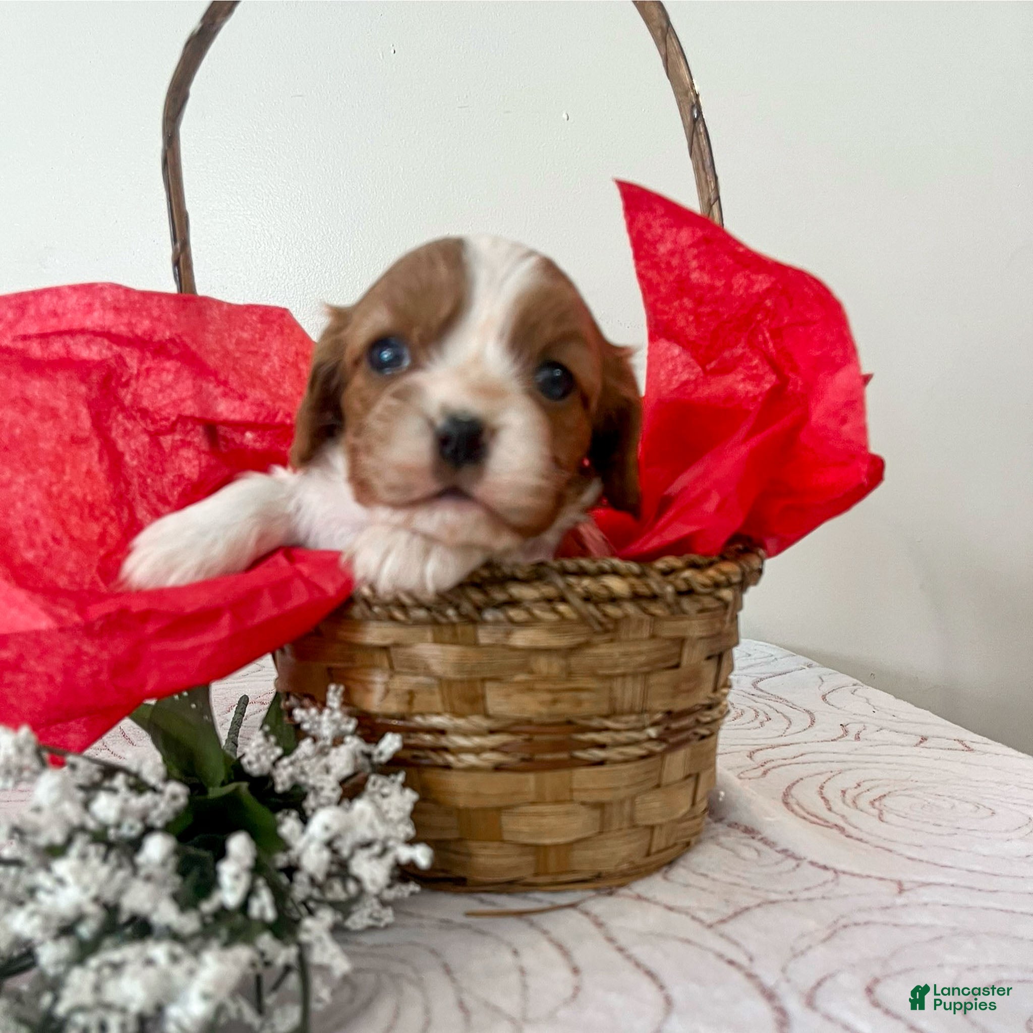 Cavalier King Charles Spaniel dogs Maribel - Ad 26