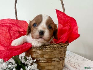 Cavalier King Charles Spaniel dogs Maribel - Ad 26
