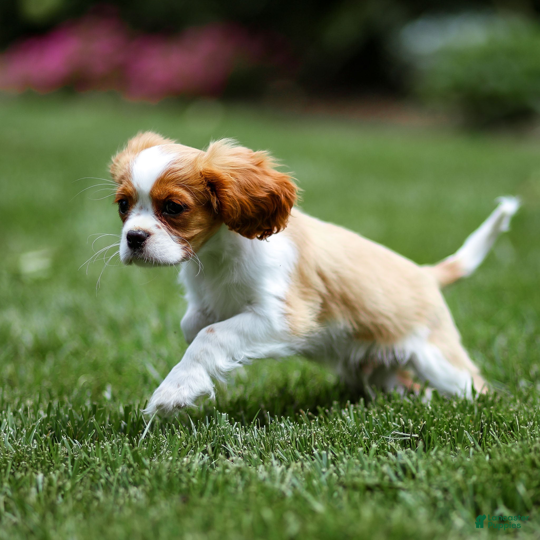 Cavalier King Charles Spaniel dogs Arlan Cavalier King Charles Spaniel Puppy  - Ad 1