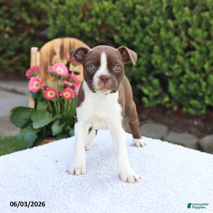 Boston Terrier dogs for sale: Dora - Ad 3