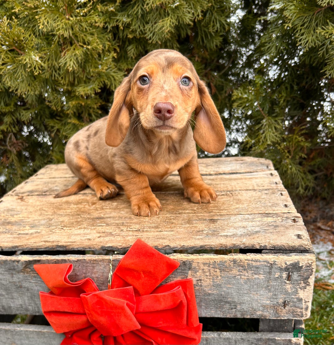 Miniature Dachshund dogs for sale: Harvey - Ad 3