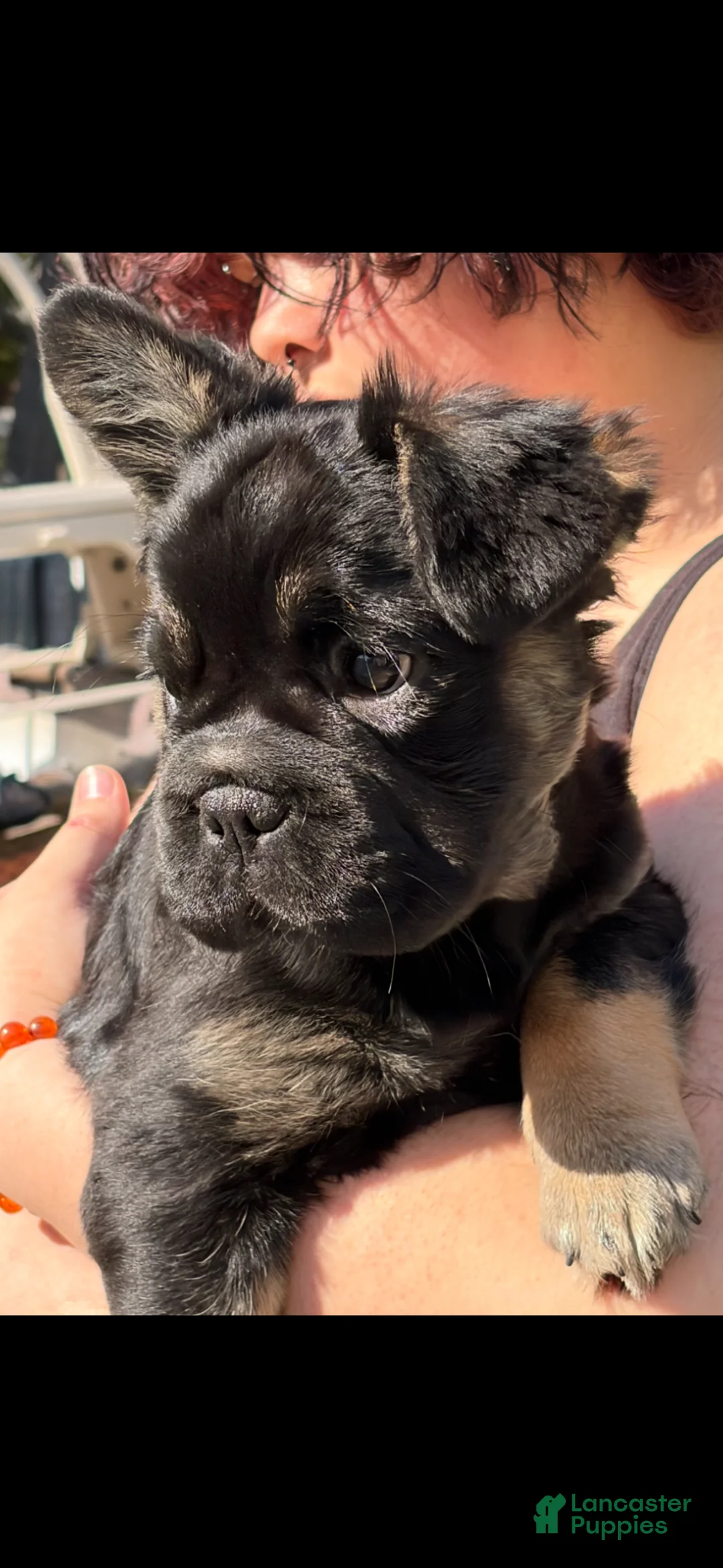 French Bulldog dogs for sale: French Bulldog Puppy 1 - Ad 2