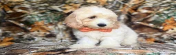 Cockapoo dogs for sale: Ollie - Ad 4