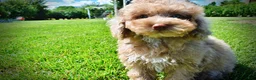 Havapoo dogs for sale: Gorgeous - Ad 12