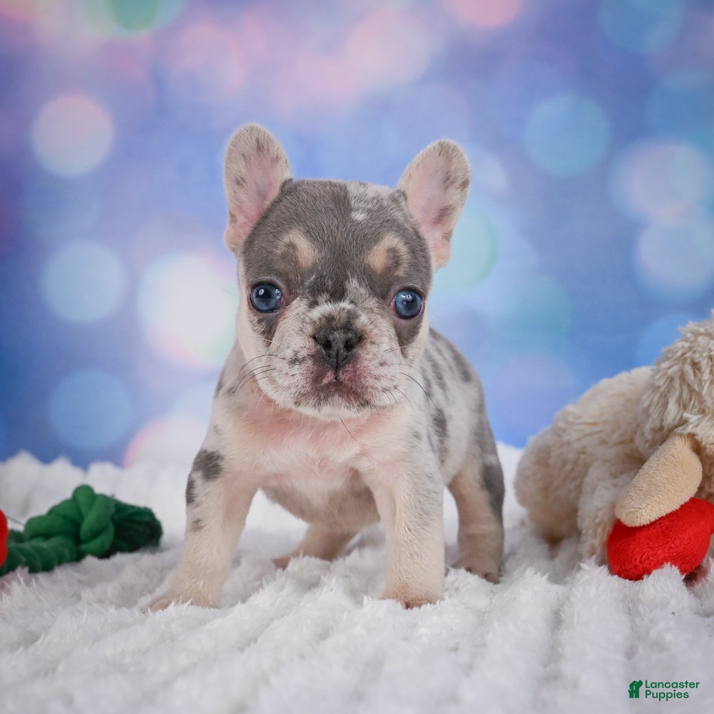 French Bulldog dogs for sale: Rose - Ad 13