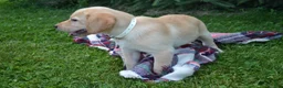 Labrador Retriever dogs for sale: Flowers - Ad 2