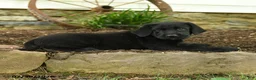Labrador Retriever dogs for sale: Lightning - Ad 4