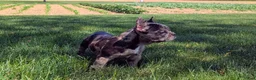 Frenchton dogs for sale: Frenchton Puppy 4 - Ad 2
