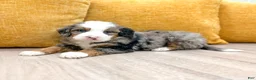 Mini Bernedoodle dogs for sale: Blaze - Ad 6