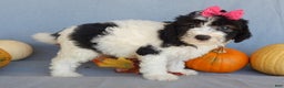 Sheepadoodle dogs for sale: Panda (medium) - Ad 61