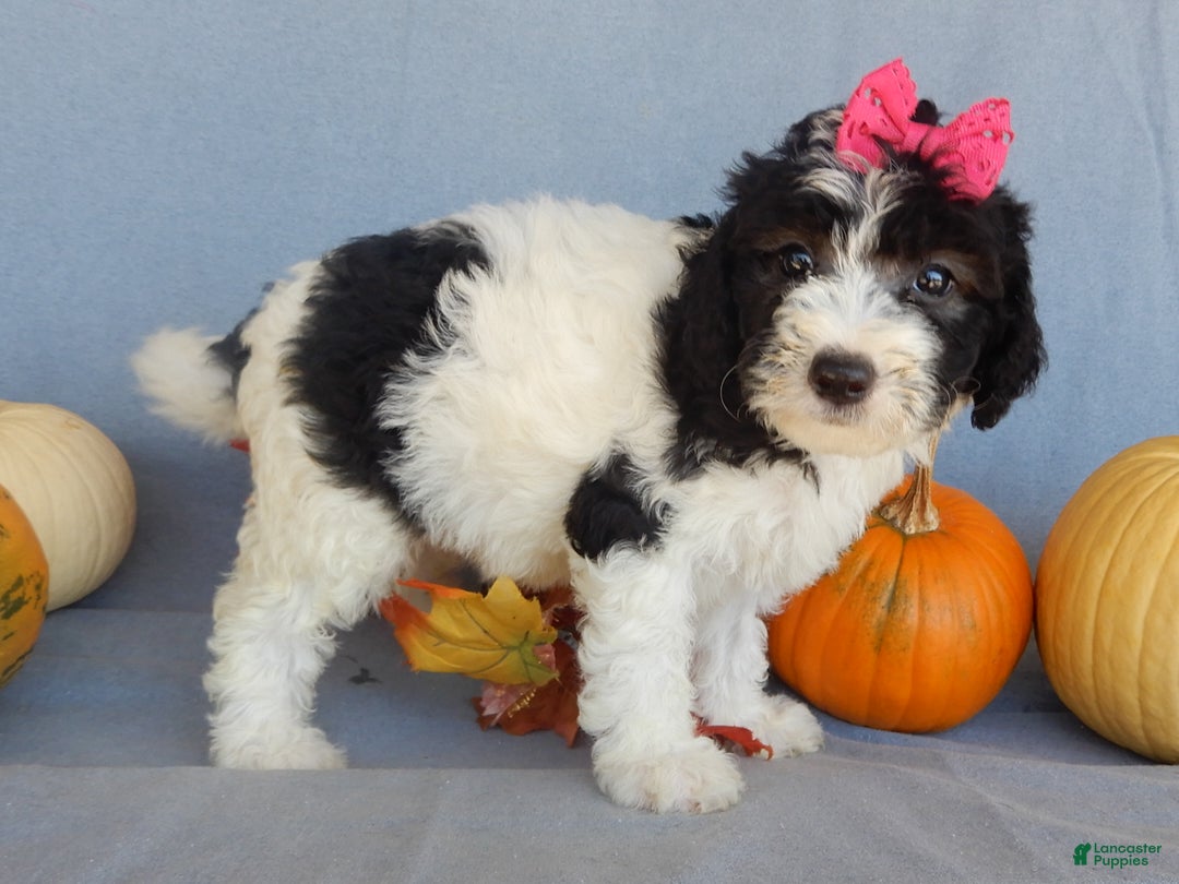 Sheepadoodle dogs for sale: Panda (medium) - Ad 61