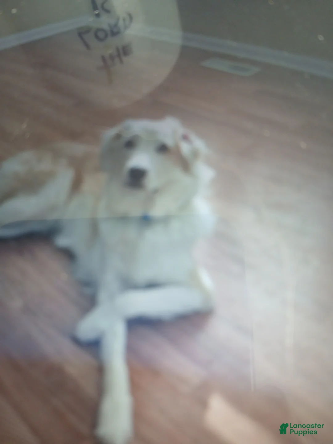 Mixed Breed dogs for sale: Sam - Ad 1