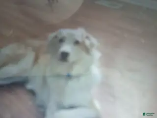 Mixed Breed dogs Sam - Ad 3