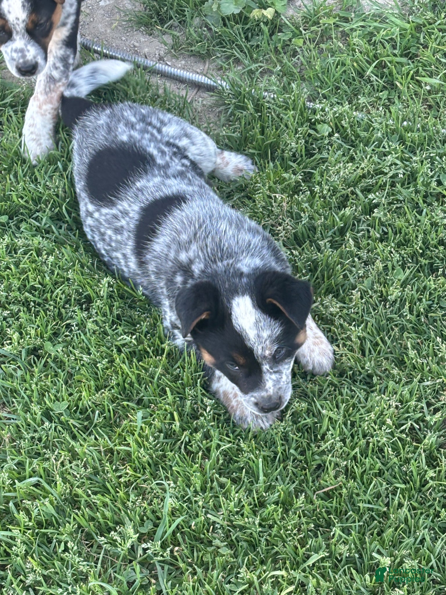 Mixed Breed dogs Mixed Breed Puppy 6 - Ad 20