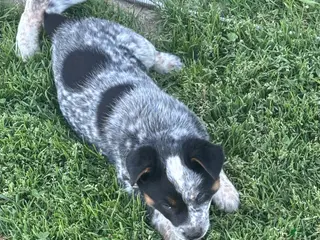 Mixed Breed dogs Mixed Breed Puppy 6 - Ad 25