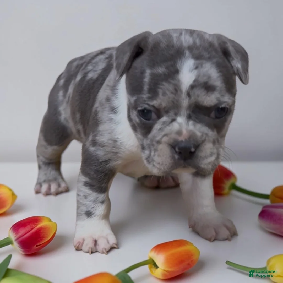 Frenchton dogs for sale: Fendi - Ad 1
