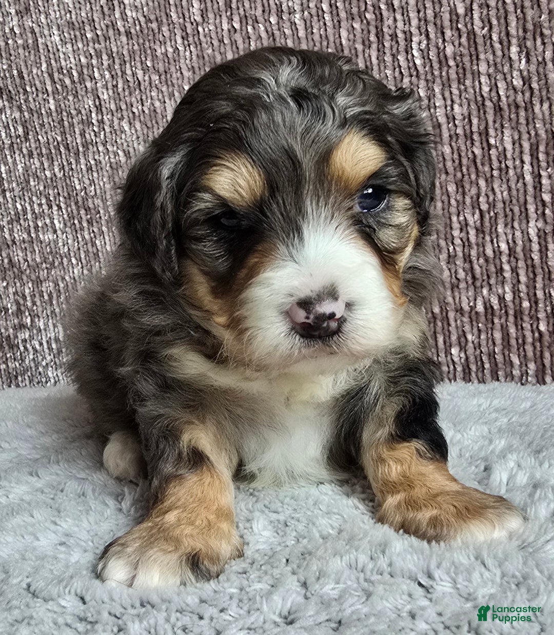 Mini Bernedoodle dogs for sale: Mini Bella - Ad 7