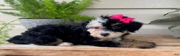 Mini Bernedoodle dogs for sale: Buttons- mini/ medium - Ad 3