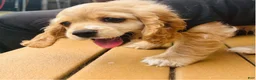 Cocker Spaniel dogs for sale: Cocker Spaniel Puppy 1 - Ad 2