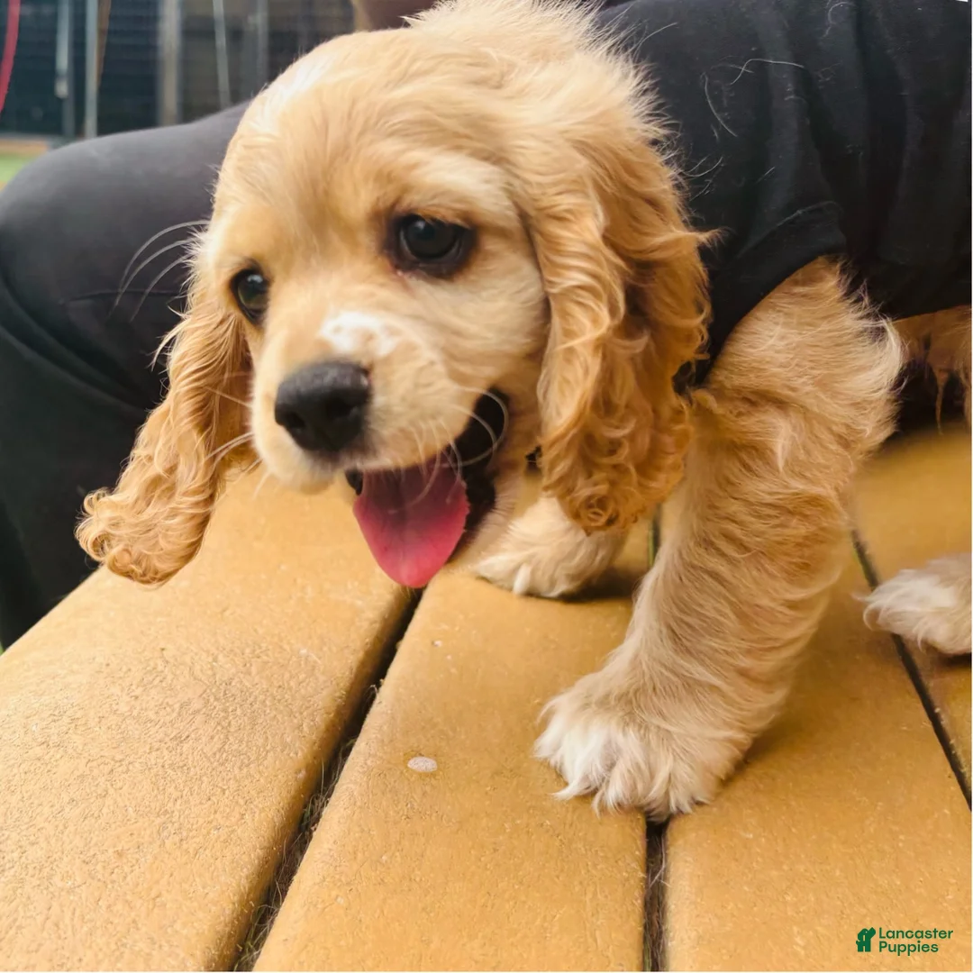 Cocker Spaniel dogs for sale: Cocker Spaniel Puppy 1 - Ad 2